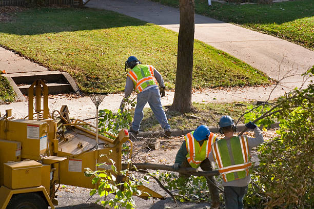 Best Tree Removal Cost  in Mount Hermon, VA